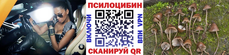 магазин продажи наркотиков  Рошаль  Псилоцибиновые грибы Magic Shrooms 